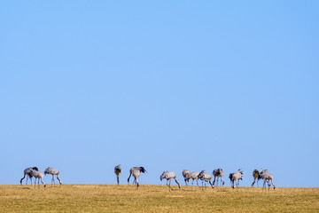 European Cranes walking in a field and eating