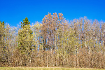 Spring feeling with lush trees