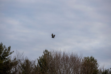 Turkey Vultures 0884