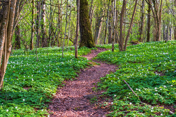 Nature trail in the woodlands with flowerings wood anemones