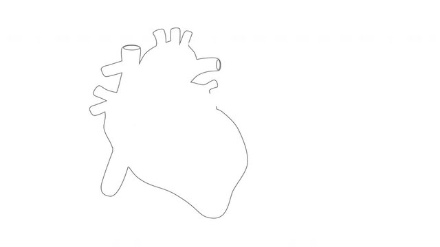 Self drawing anatomical sketch animation of human heart with veins, arteries, atriums and ventricles. Copy space.