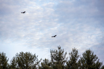 Turkey Vultures 0974
