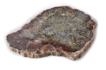 Ancient wood fossil
