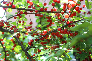 Nanking cherry bush