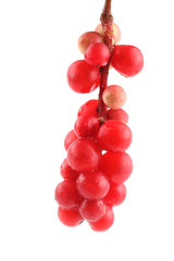 Schisandra Chinensis isolated on white