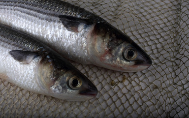 Mullet on net