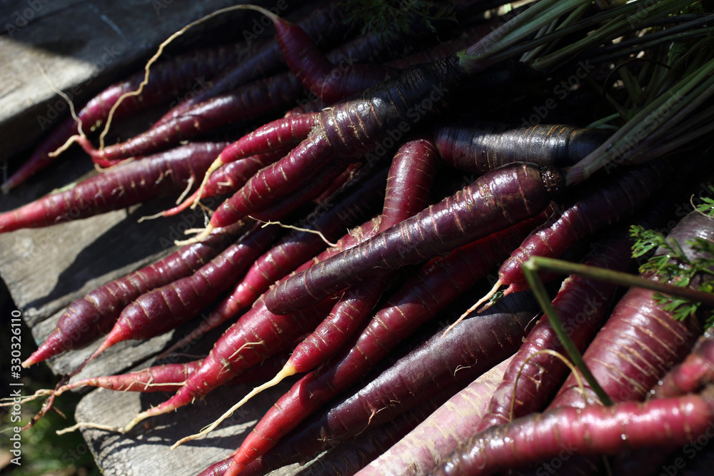 Canvas Prints Violet carrots harvest