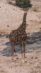 giraffe in national park south africa