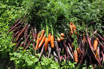 Carrots and unusual violet carrots harvest