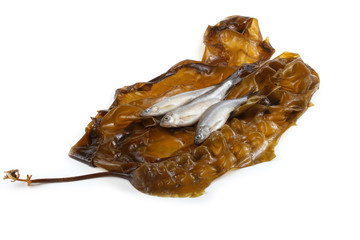 Smelt fishes on laminaria