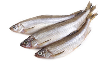 Smelt fish isolated on white. Pacific smelt variety