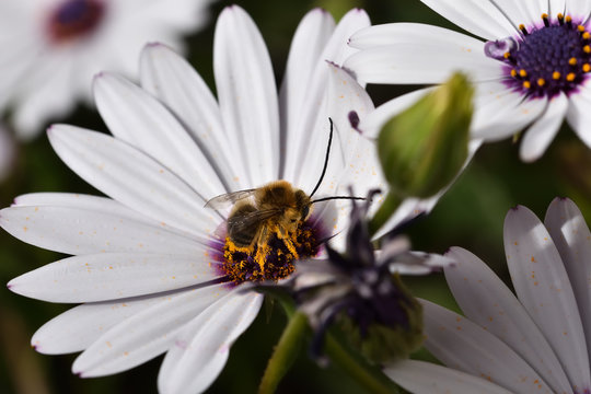 Male long-horned bee (Eucera longicornis) covered in the pollen of a cape daisy