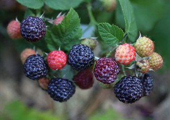 Growing black raspberry (Rubus idaeus). Cumberland