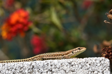 Lizard basking in the sun on a rock among flowers