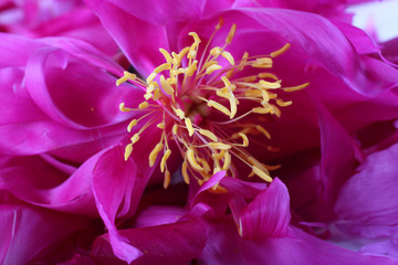 Pink peony flower. Macro background