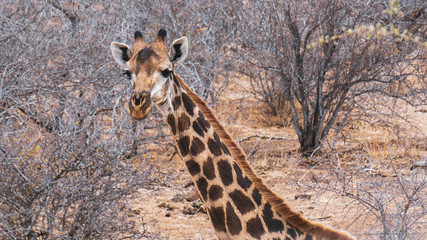 giraffe in south african national park