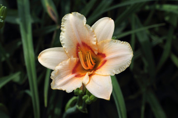 Cream color daylily orange-yellow middle