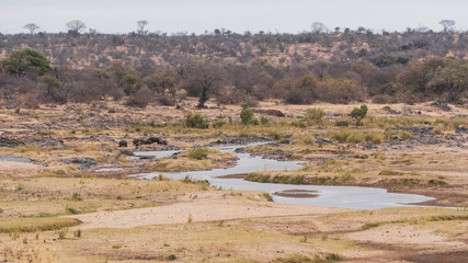 landscape with river and animals in south africa