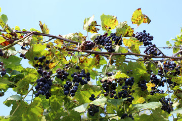 Growing black grape. Wine variety