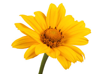 Growing heliopsis isolated on white