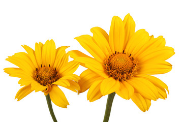 Growing heliopsis flowers isolated on white