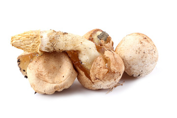 Veiled lady mushroom. Phallus duplicatus (Dictyophora duplicata). Mature mushroom and mushrooms in egg stage. Edible in egg stage