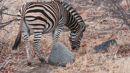 Fototapeta na wymiar zebra in south african national park