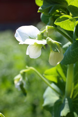 Growing pea. Young flowers and pods