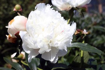 Obraz premium White peony with buds in garden
