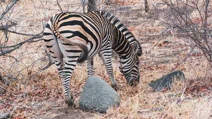 Fototapeta na wymiar zebra in south african national park