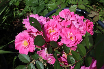 Fototapeta premium Pink rose in garden. Northern variety