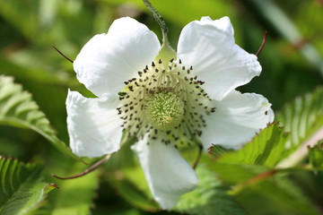 Rubus rosifolius (Mauritius raspberry, roseleaf bramble, thimbleberry Vanuatu raspberry, bramble of the Cape) flowers
