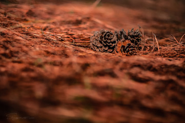 pine cone