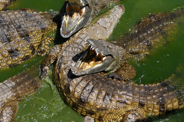 A group of African crocodiles 