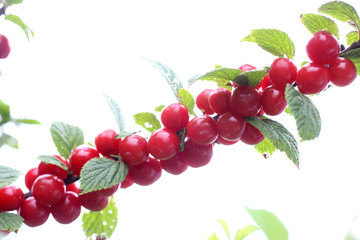 Growing Nanking cherry isolated on white. Far eastern delicacy