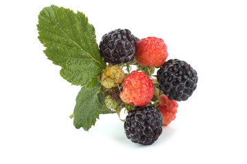 Black raspberry cluster (Rubus idaeus)