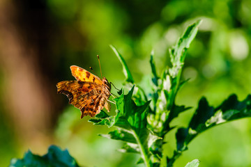 Sunny summer day. Beautiful orange butterfly resting on a leaf