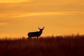 Whitetial Deer Buck at Sunset in Auutmn