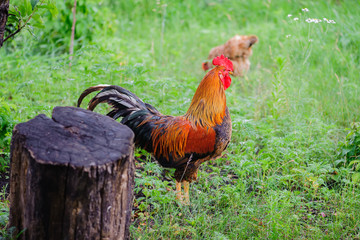 on a summer day. Beautiful rooster walks in the garden