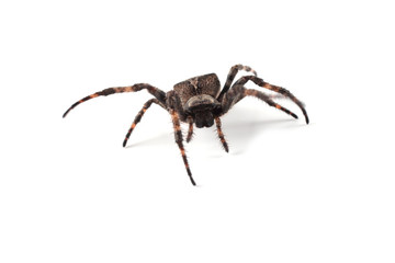 Orb-weaver spider isolated on white (Araneus ventricosus)