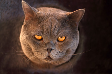 Funny cat in cats house