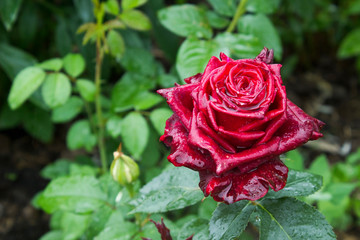 Purple rose flower after rain macro photography - 330328341