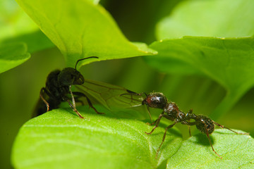 Ants live their macro life among green leaves. Close-up.