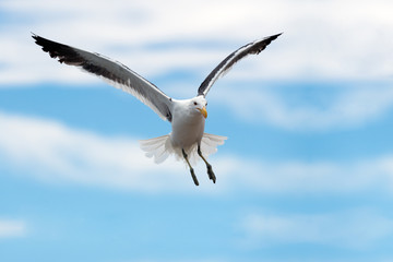 A close up action photograph of a seagull in flight against a blue sky with white clouds, taken in Port Nolloth, South Africa.