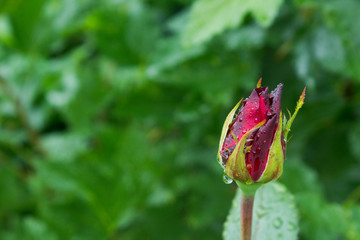 Purple rosebud  after rain macro photography - 330328590