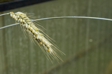 Wheat ear macro photography