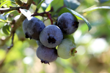 Growing blueberries on plant. Ripe and unripe berries
