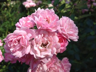 Fototapeta premium Flowers in the garden