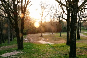 Sun Rays in the Park