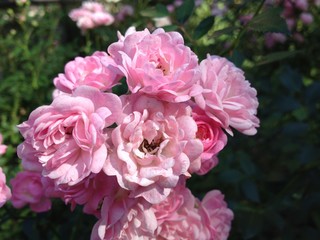 Flowers in the garden